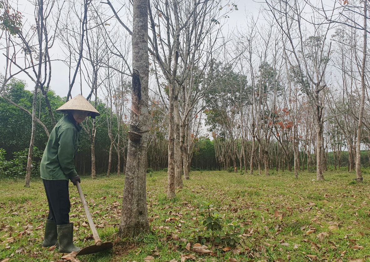Bà Nguyễn Thị Phi (xã Trường Thủy, Lệ Thủy) đã có 30 năm gắn với chương trình 327.  
