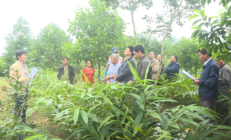 Cán bộ kỹ thuật Trung tâm DVNN huyện Bố Trạch và người dân đánh giá khảo sát, đánh giá mô hình sa nhân tím.