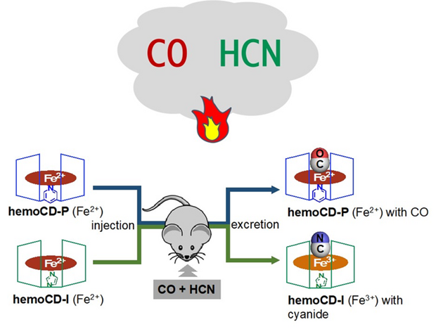 Hiệu quả và độ an toàn của hợp chất này đã được xác nhận thông qua các thử nghiệm trên chuột. (Nguồn: eurekalert)