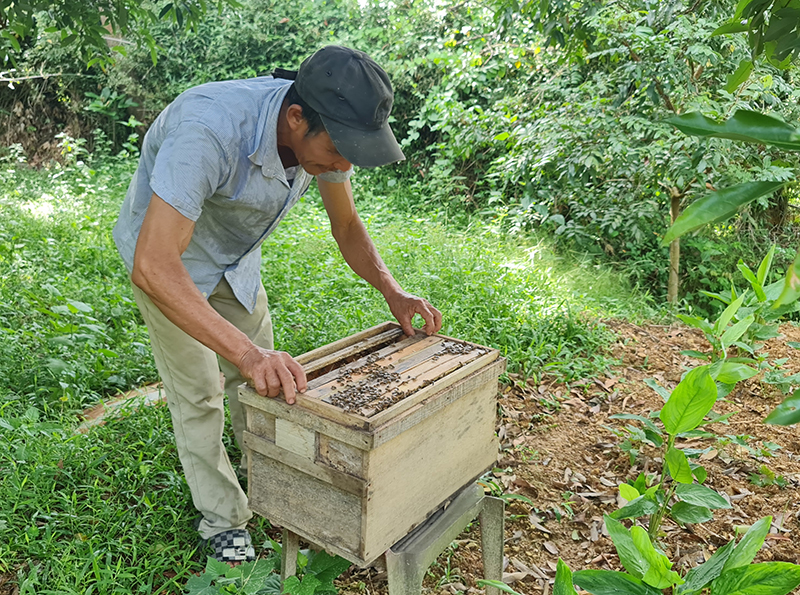 Nhiều lao động nông thôn trên địa bàn xã Trường Xuân được đào tạo nghề nuôi ong lấy mật.