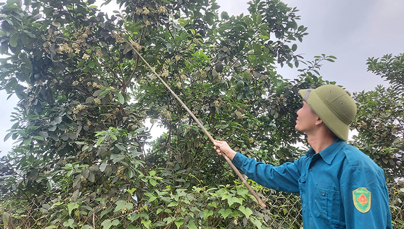  Với những cây, cành cao phải dùng sào hoặc que dài để thụ phấn.