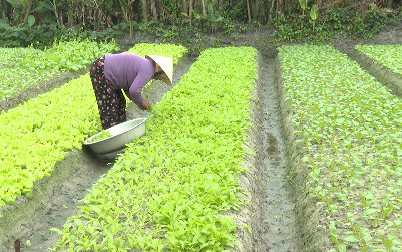 Nông dân huyện Lệ Thủy mở rộng diện tích sản xuất rau an toàn.