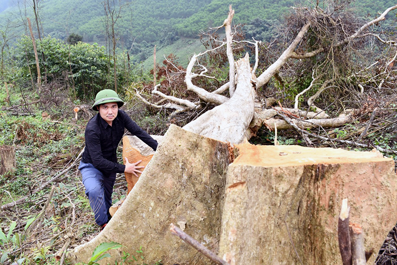 Hiện trường nơi xảy ra vụ phá rừng. 