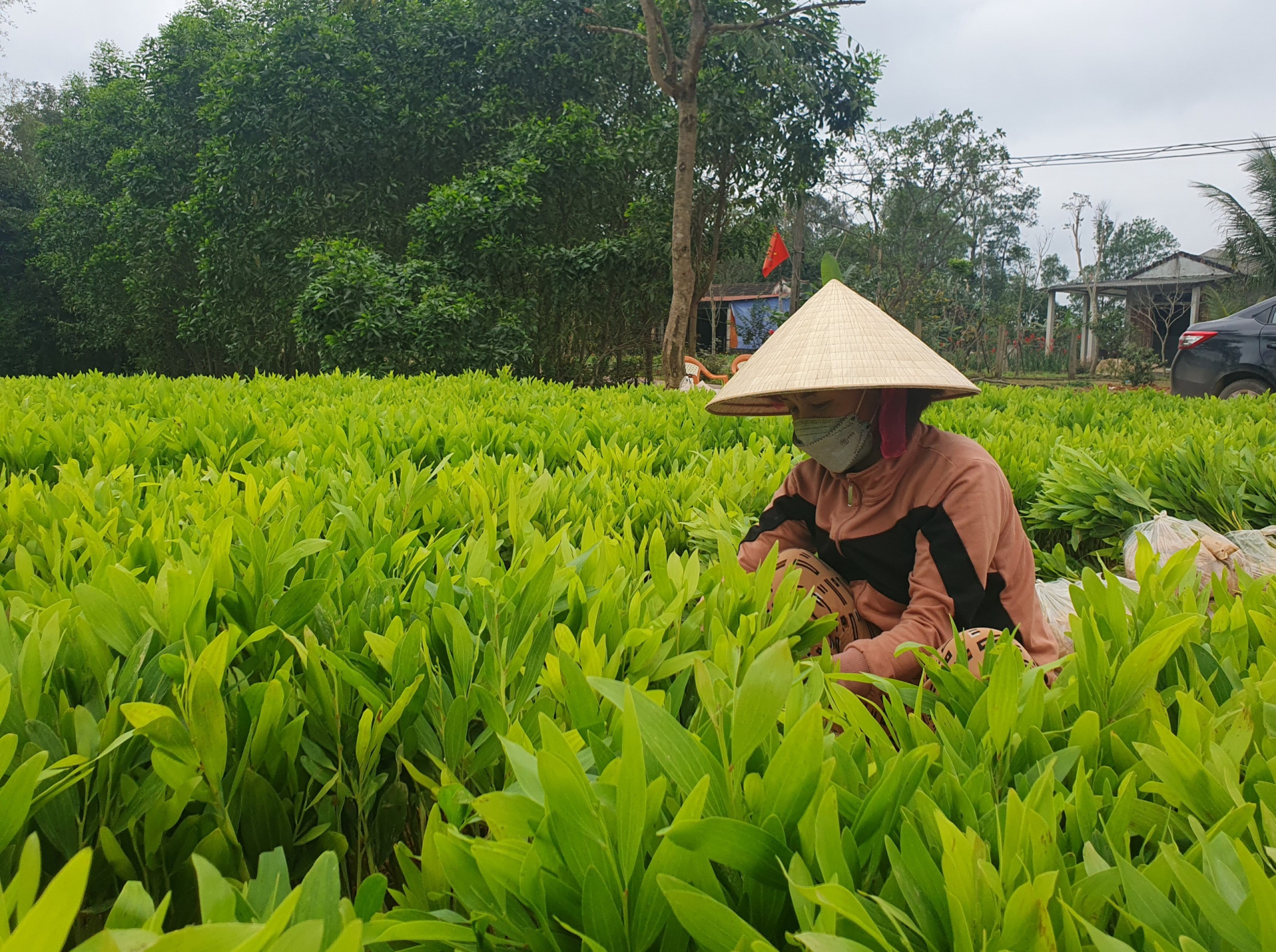 Người dân xã Trường Thủy chuẩn bị cây giống cho vụ  trồng rừng năm 2023.