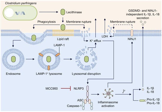 Hình minh họa protein NLRP3 có khả năng phát hiện các độc tố của virus gây hoại tử. (Nguồn: EMBO reports)