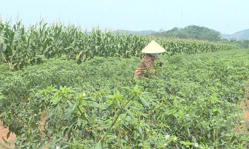 Người trồng ớt đang tất bất bước vào vụ thu hoạch.