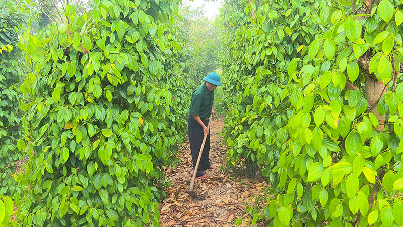 Nhiều CCB ở huyện Quảng Trạch trồng tiêu, phát triển kinh tế.