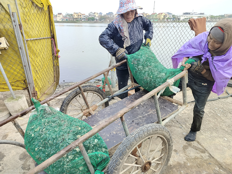 Vẹm xanh được thương lái thu mua ngay khi vừa đưa lên bờ.