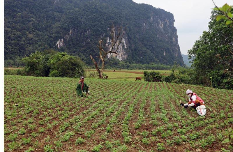 Nông dân xã Hóa Hợp chăm, kiểm tra và thực hiện các biện pháp phòng trừ sâu bệnh trên cây lạc vụ đông- xuân.