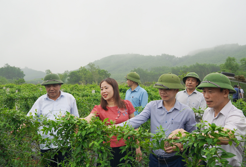 - Đồng chí Phó Chủ tịch Thường kiểm tra mô hình tròng và chế biến cà gai l.eo, cây thìa canh ở xã Sơn Hóa