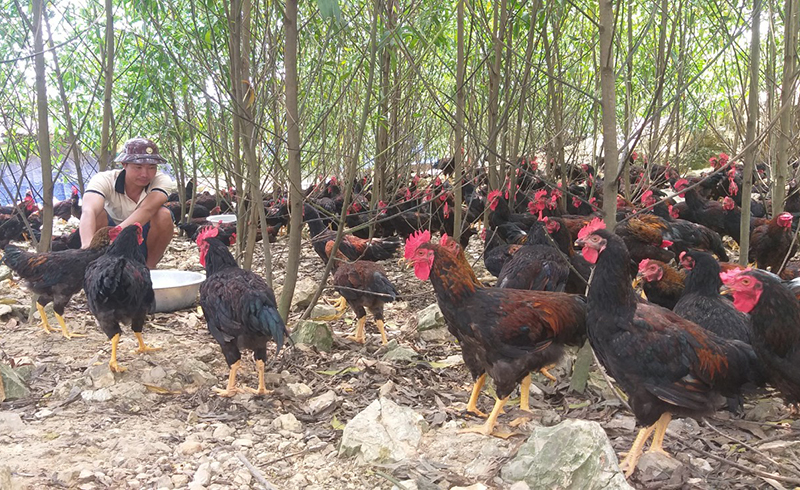 Anh Trương Thanh Bình chăm sóc đàn gà dưới tán cây.