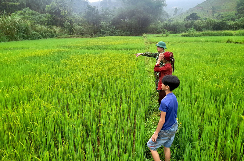 Lúa nước tại bản Eo Bù-Chút Mút.
