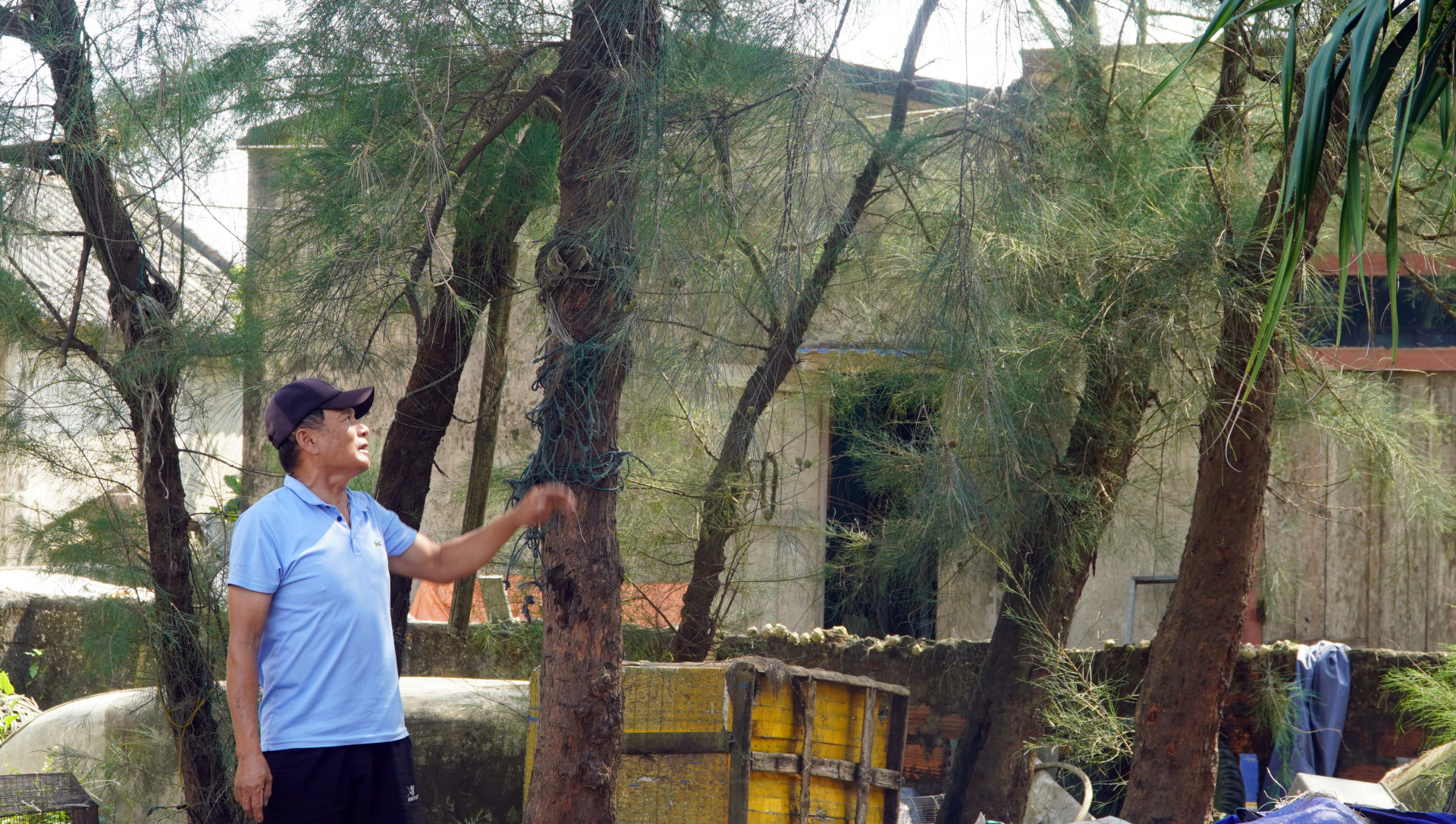 Phi lao trong vườn nhà đang được gìn giữ.