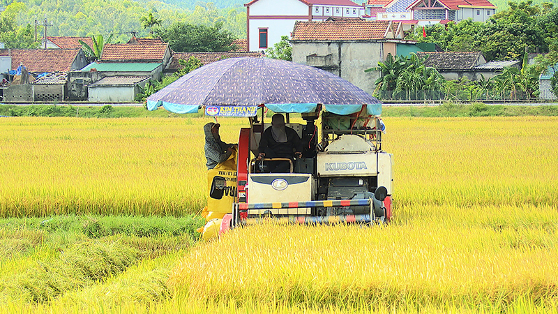 Nông dân TX. Ba Đồn đang tích cực xuống đồng thu hoạch lúa để tránh diễn biến thời tiết bất lợi cuối vụ. 