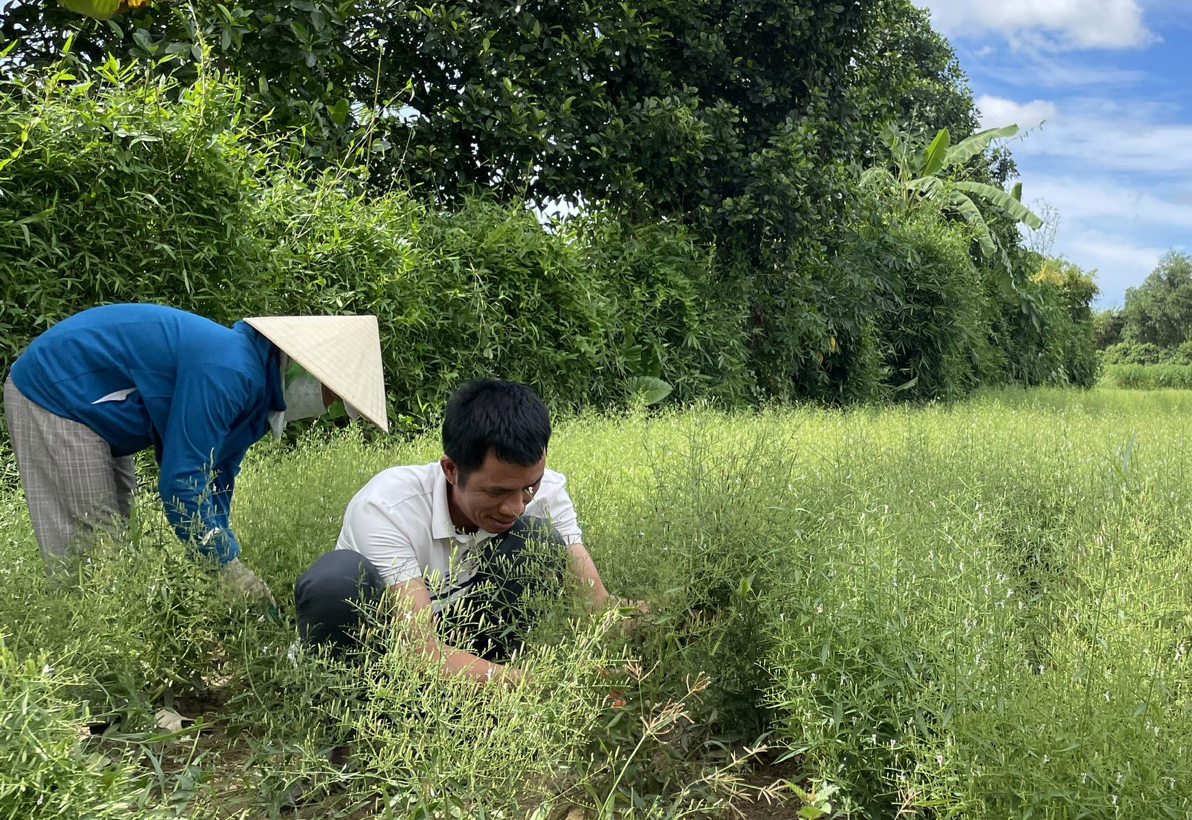 Cây xuyên tâm liên phát triển trên vùng gò đồi thôn Nam Nẫm, xã Cự Nẫm (Bố Trạch).
