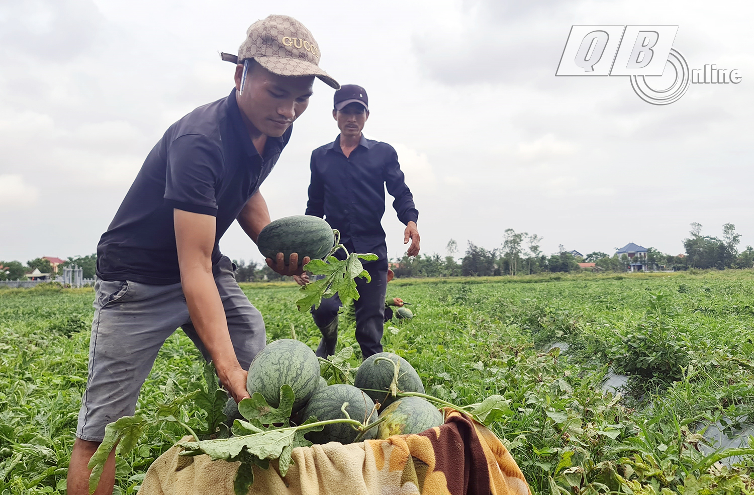 Dưa Hàm Ninh được thương lái thu mua ngay tại ruộng.