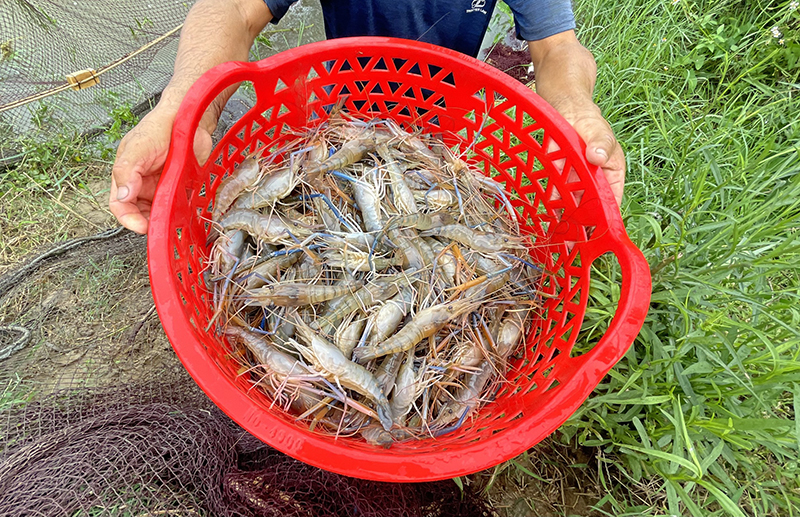 Tôm càng xanh dễ nuôi, ít dịch bệnh.