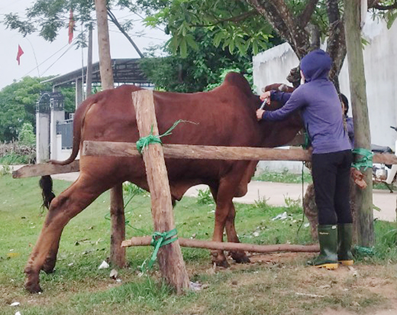 Tiêm phòng vắc-xin cho đàn trâu, bò là giải pháp phòng, chống dịch bệnh hiệu quả.