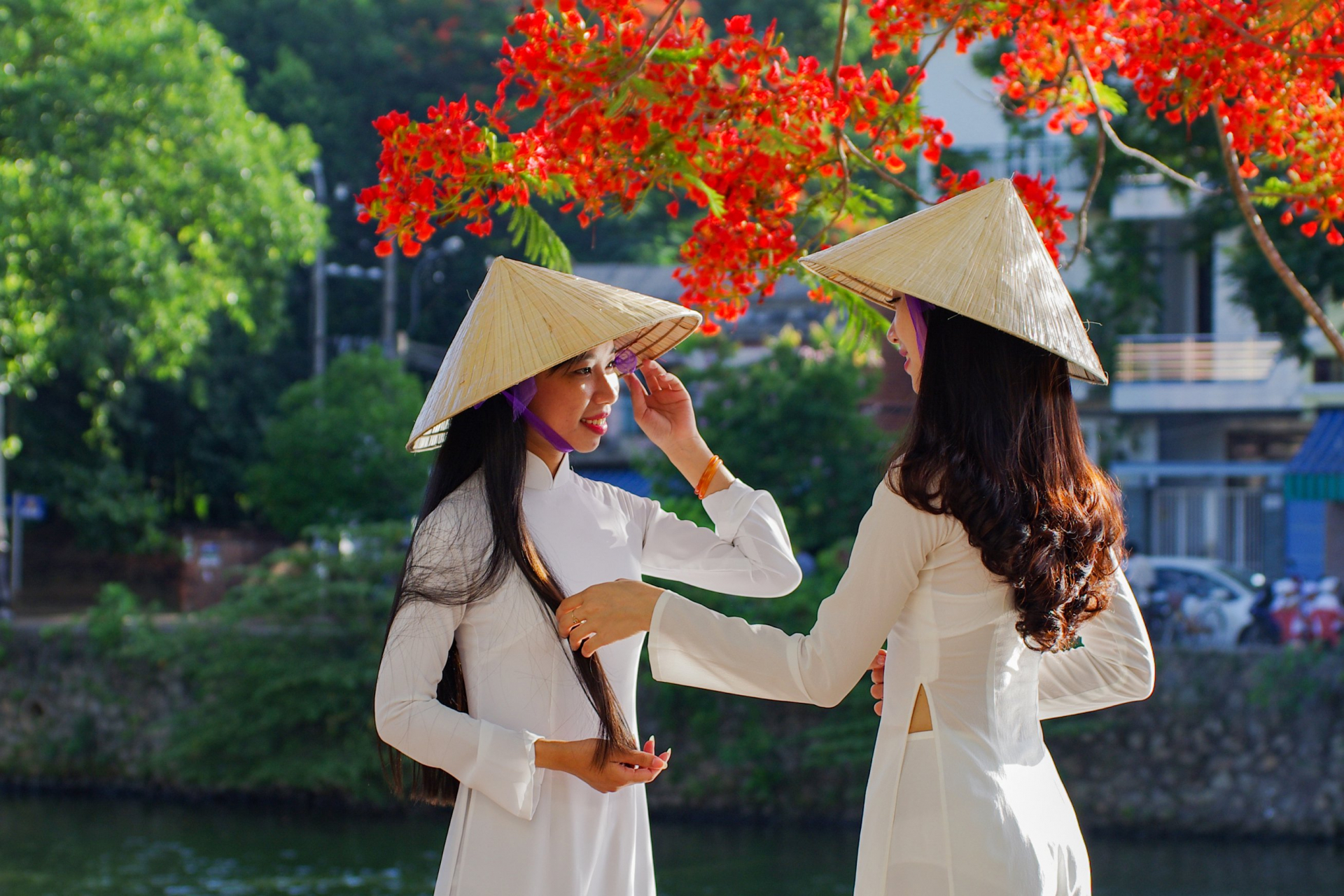 Tháng 5 hoa phượng bung sắc đỏ.  Lê Đức Thành