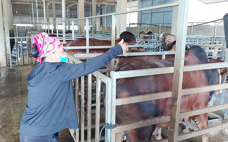 Tiêm vắc-xin là biện pháp hiệu quả để bảo vệ đàn trâu, bò trước dịch bệnh viêm da nổi cục.