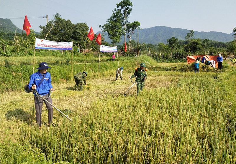 Bộ đội Biên phòng Làng Mô và chính quyền địa phương giúp người dân thu hoạch lúa. 