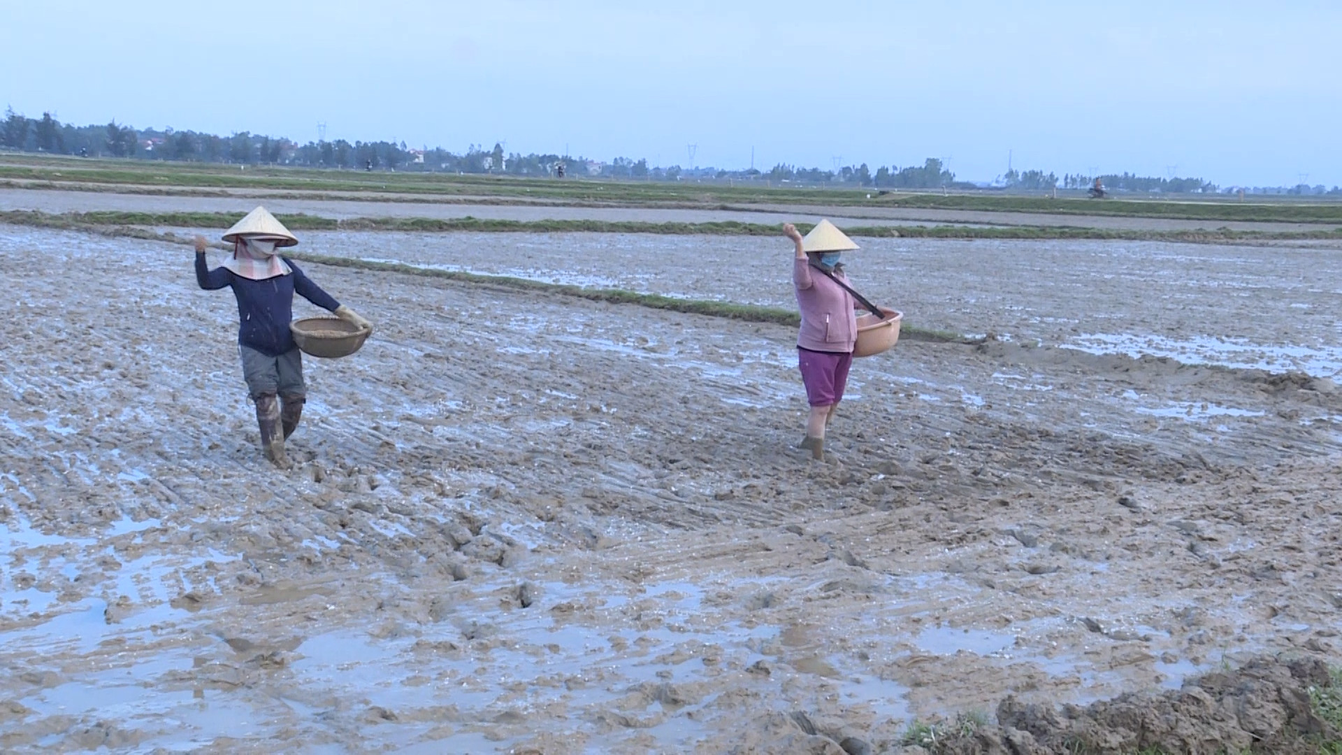 Nông dân Quảng Trạch đẩy nhanh tiến độ xuống giống vụ hè thu 2023.