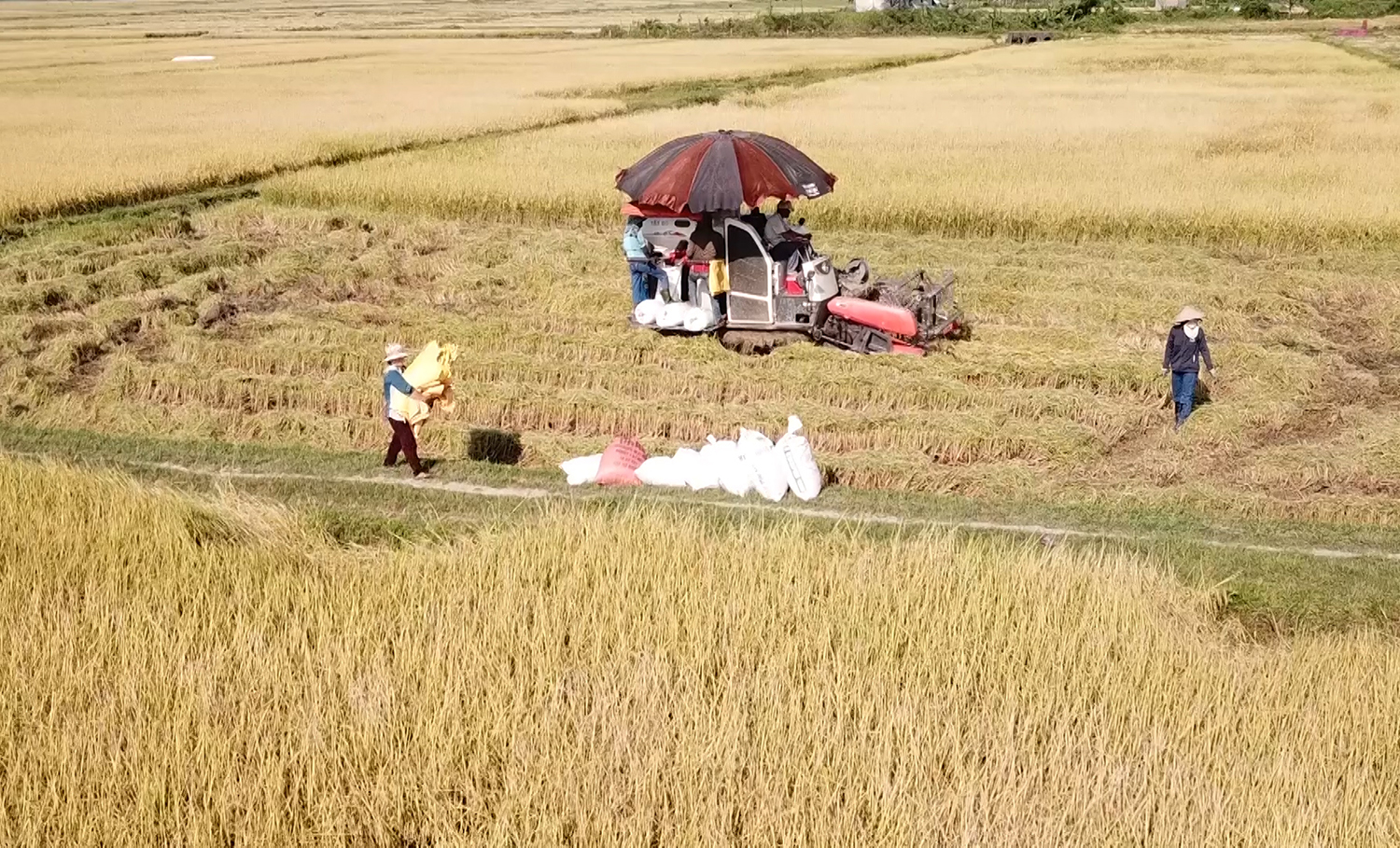 Bà con nông dân Bố Trạch thu hoạch lúa ST25.