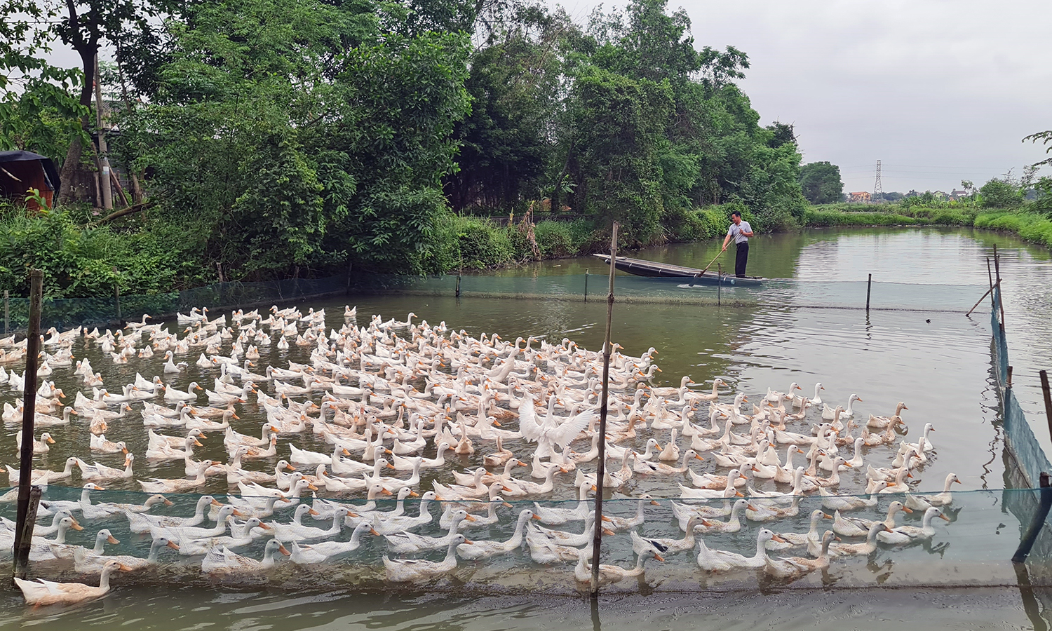 Tân Ninh gặp khó trong xây dựng sản phẩm OCOP vì các gia trại trên địa bàn sản xuất theo hình thức nhỏ lẻ, thiếu liên kết.