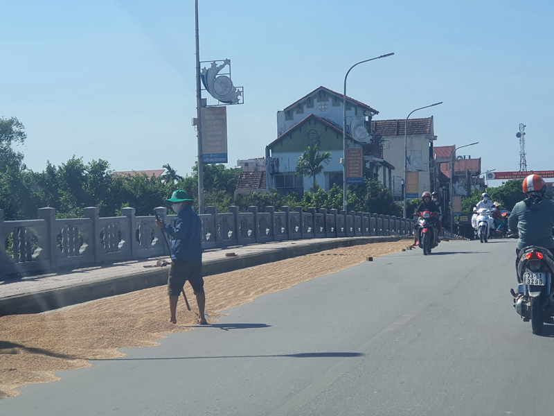 Phơi lúa ngay trên lòng cầu Phong Giang, thị trấn Kiến Giang.