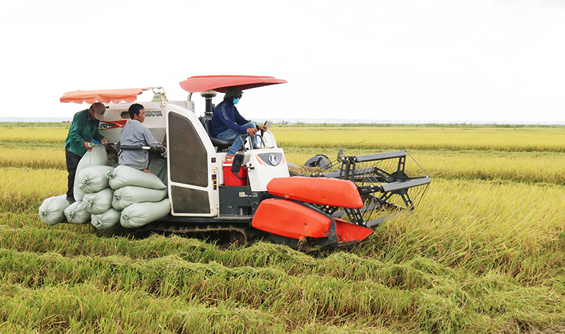Vụ đông-xuân năm 2022-2023, năng suất lúa bình quân toàn tỉnh đạt hơn 60 tạ/ha.