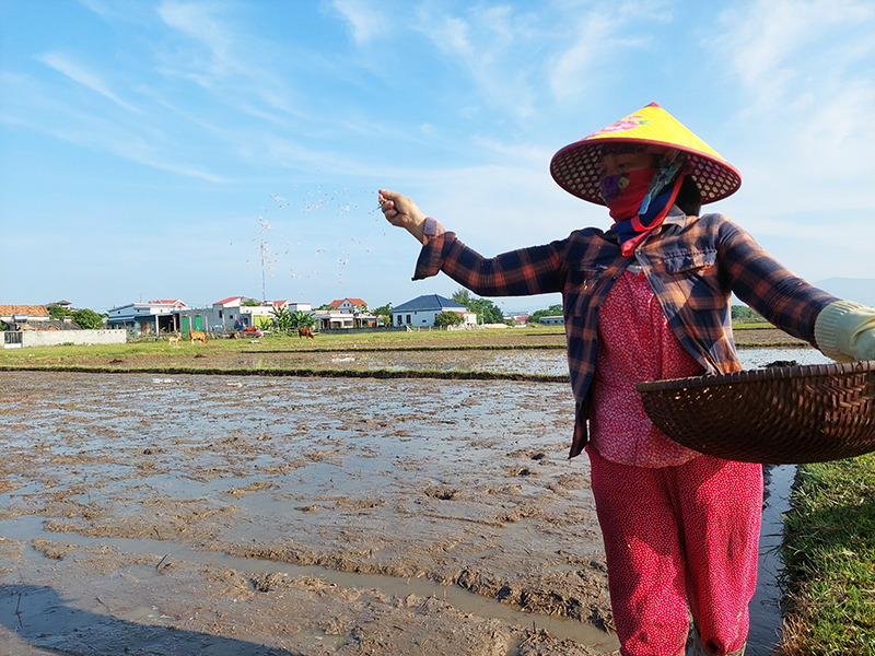 Nông dân huyện Quảng Trạch gieo lúa vụ hè-thu.