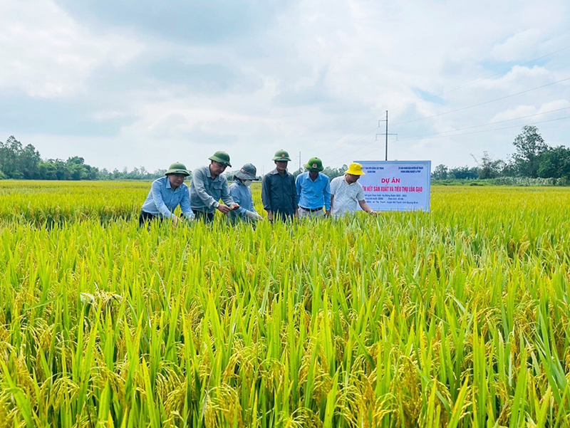 Giống lúa QS88 và VN20 sinh trưởng phát triển tốt.