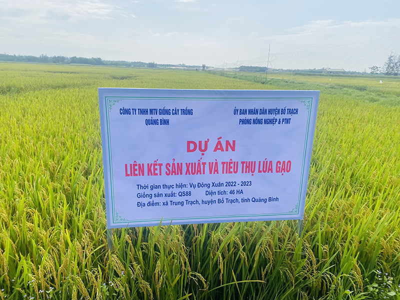 Giống lúa QS88 và VN20 sinh trưởng phát triển tốt.