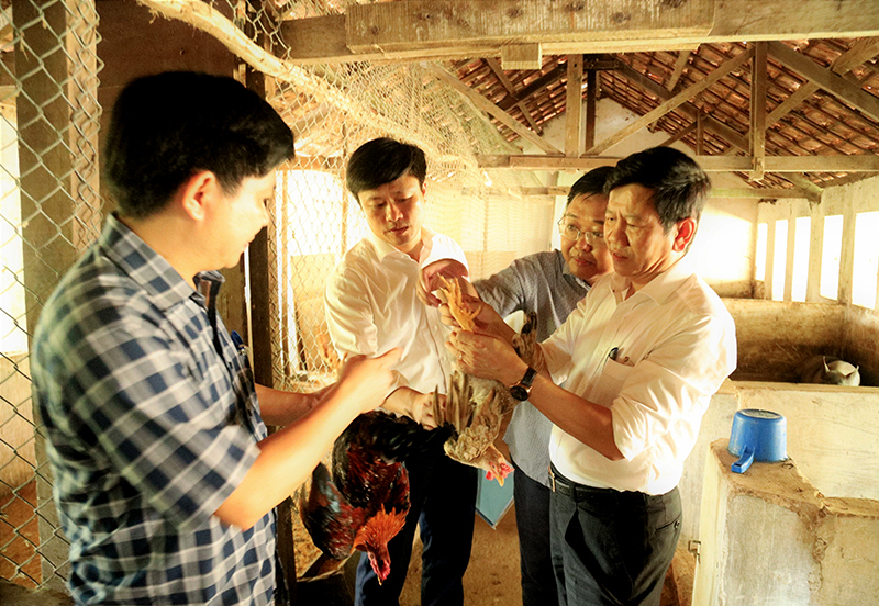 Giống gà nhiều cựa có khả năng đáp ứng tốt với điều kiện khí hậu trên địa bàn.