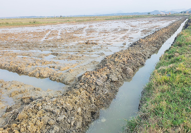 Hiện trường khu vực ruộng HTX Hoành Vinh bị đào hào giao thông giữa ruộng dài 92m, rộng 1m và sâu 0,3m.