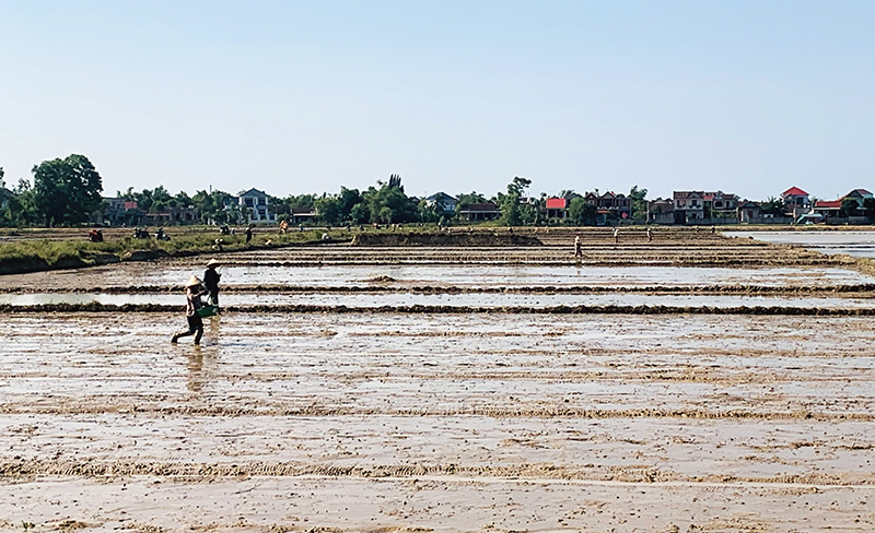 Hơn 3.300ha lúa hè-thu trên địa bàn huyện Quảng Ninh đã hoàn thành gieo cấy đúng lịch thời vụ.