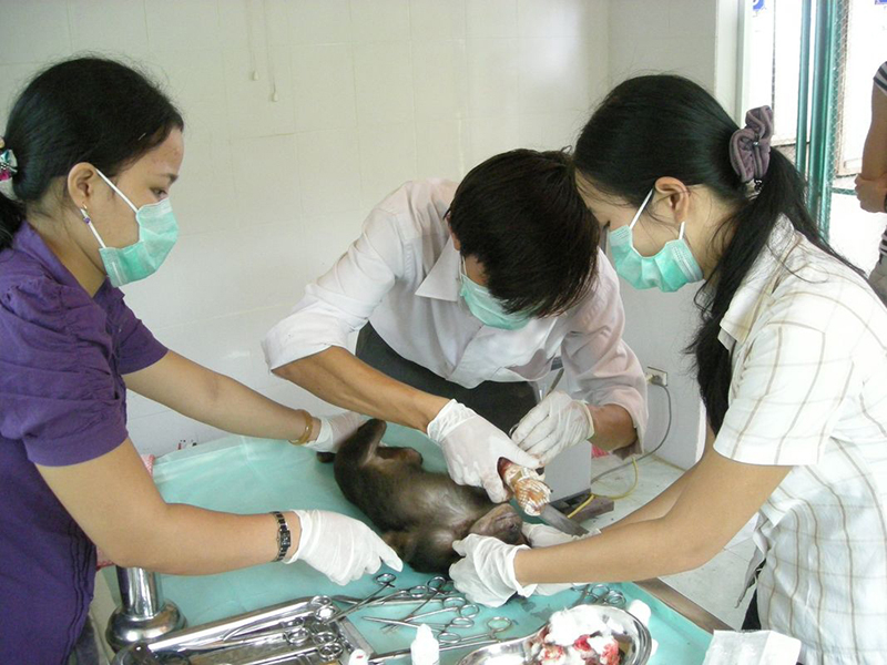Trung tâm Cứu hộ, bảo tồn và phát triển sinh vật đang cứu hộ một cá thể khỉ. (Nguồn: Tư liệu Phong Nha-Kẻ Bàng).