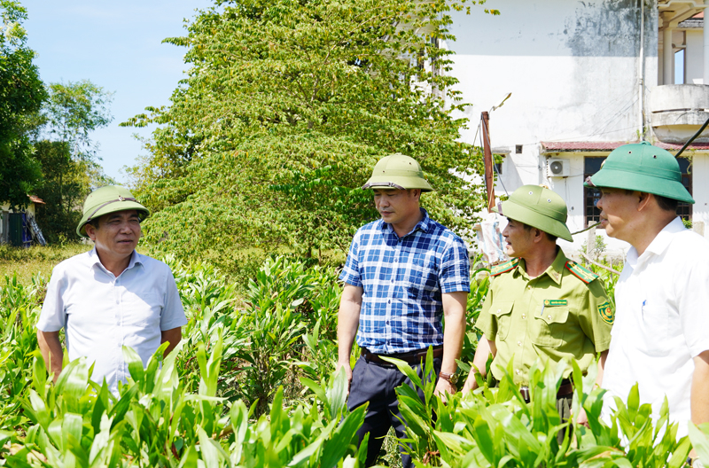 Đồng chí Phó Chủ tịch Thường trực UBND tỉnh Đoàn Ngọc Lâm kiểm tra vườn ươm cây gống lâm nghiệp của Công ty Long Đại.