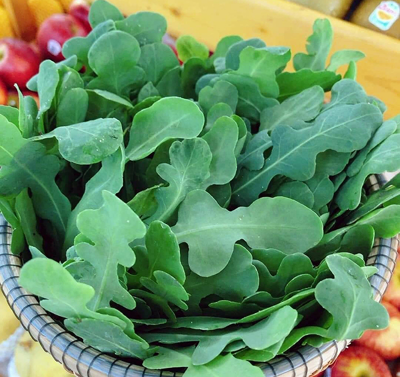 Không chỉ là món ăn dân dã, sa sâm còn là loài thảo dược quý được người dân ưa chuộng.