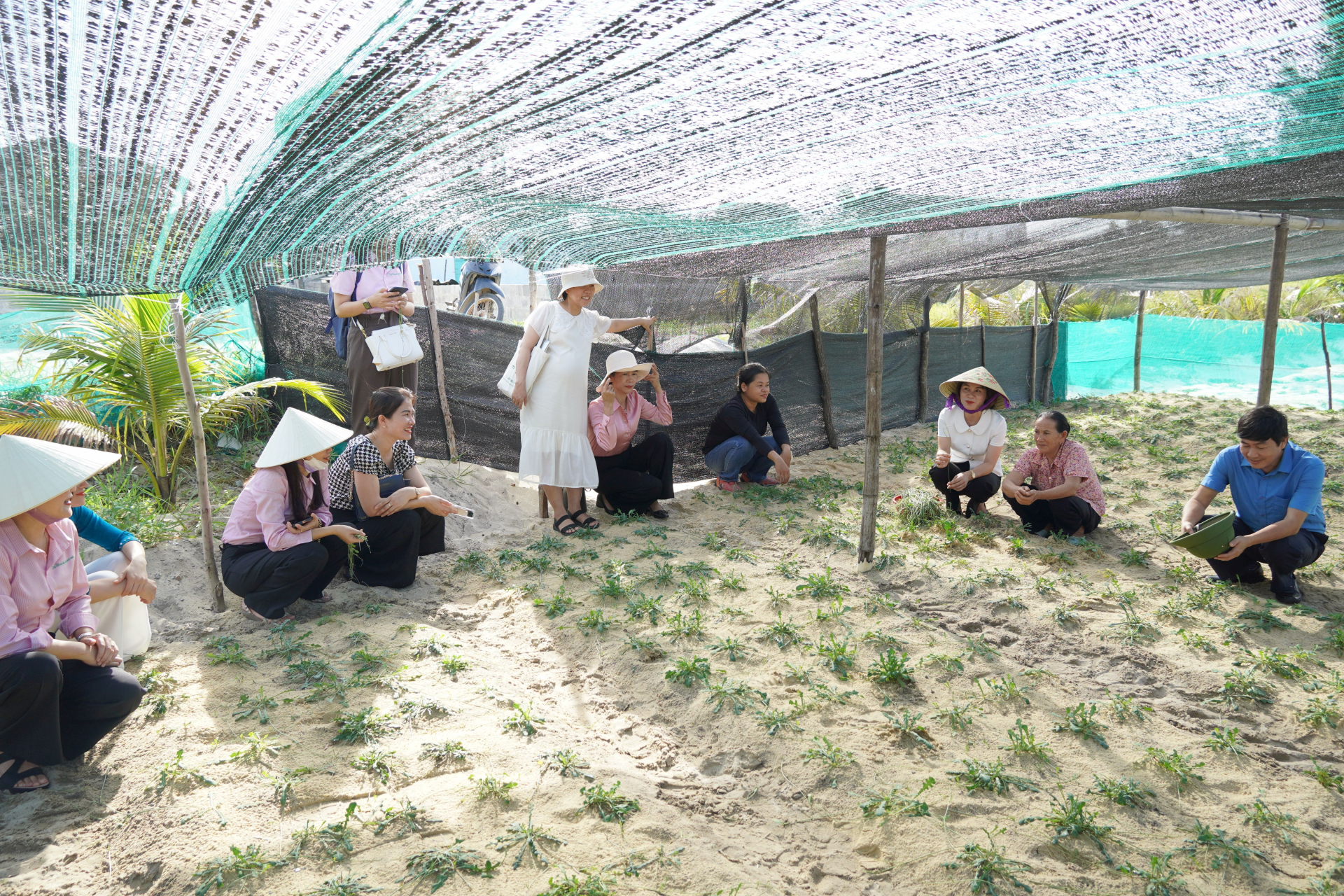 Các đại biểu thăm quan mô hình trồng thí điểm sa sâm bản địa trên vùng đất cát ở xã Hải Ninh.
