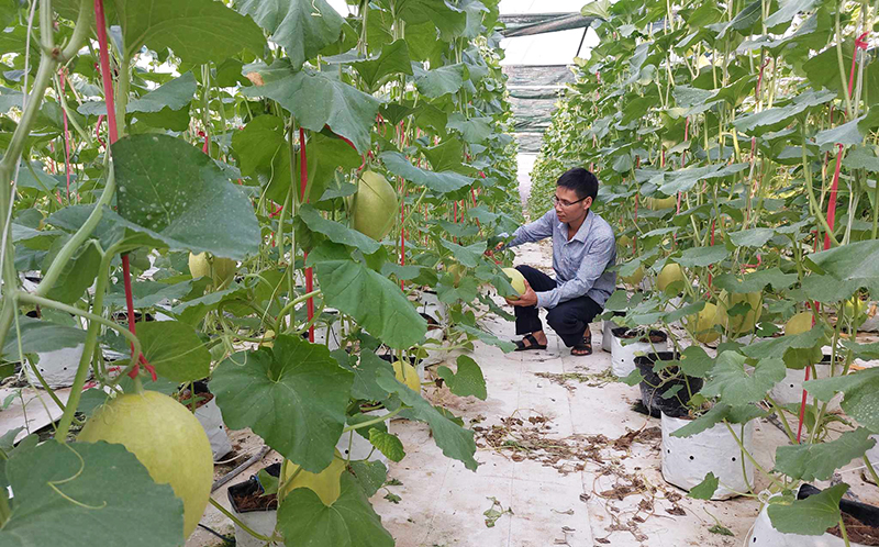 Vốn vay giải quyết việc làm giúp nhiều cá nhân có vốn đầu tư phát triển các mô hình sản xuất.