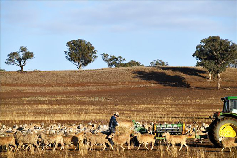  Cảnh khô hạn trên đồng cỏ ở Duri, New South Wales, Australia. Ảnh tư liệu: AFP/TTXVN
