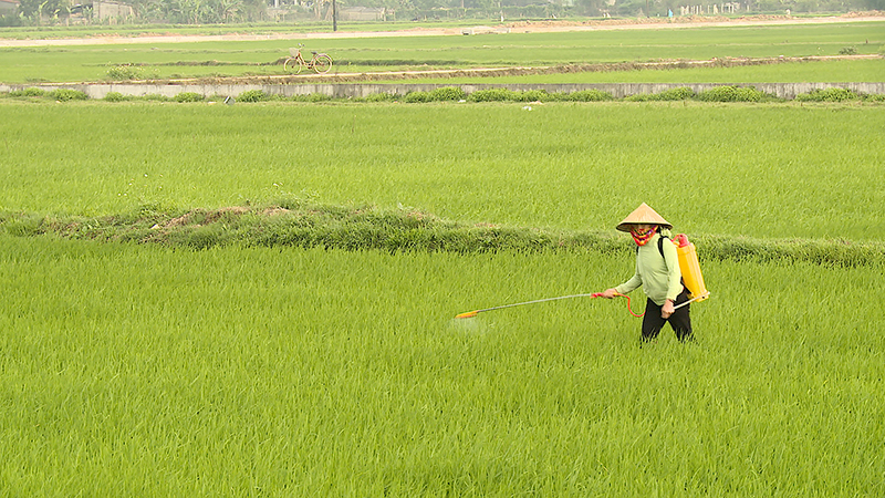 Bà con nông dân trên địa bàn chủ động xuống đồng chăm sóc lúa hè đang giai đoạn sinh trưởng và phát triển tốt. 