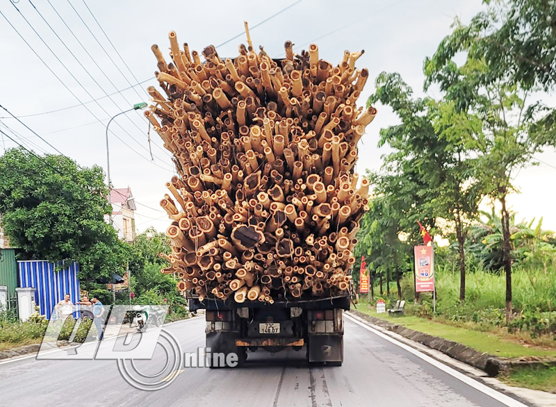 Một xe ô tô tải chở gỗ keo, tràm quá khổ, quá tải.