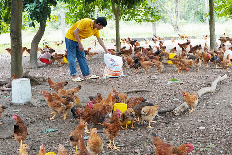 Đàn gà của gia đình anh Hùng phát triển ổn định.