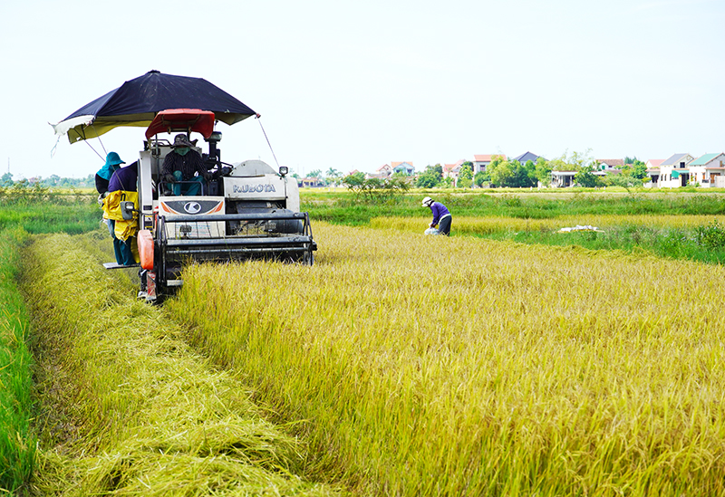 Nông dân huyện Quảng Ninh thu hoạch lúa hè-thu.