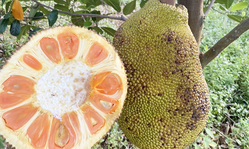 Mít ruột đỏ có màu sắc đẹp, thơm ngon. 