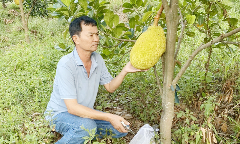 Nhờ chăm sóc đúng kỹ thuật, mô hình mít ruột đỏ của HTX Nông nghiệp, thương mại và dịch vụ tổng hợp Anh Tuấn đạt năng suất cao.