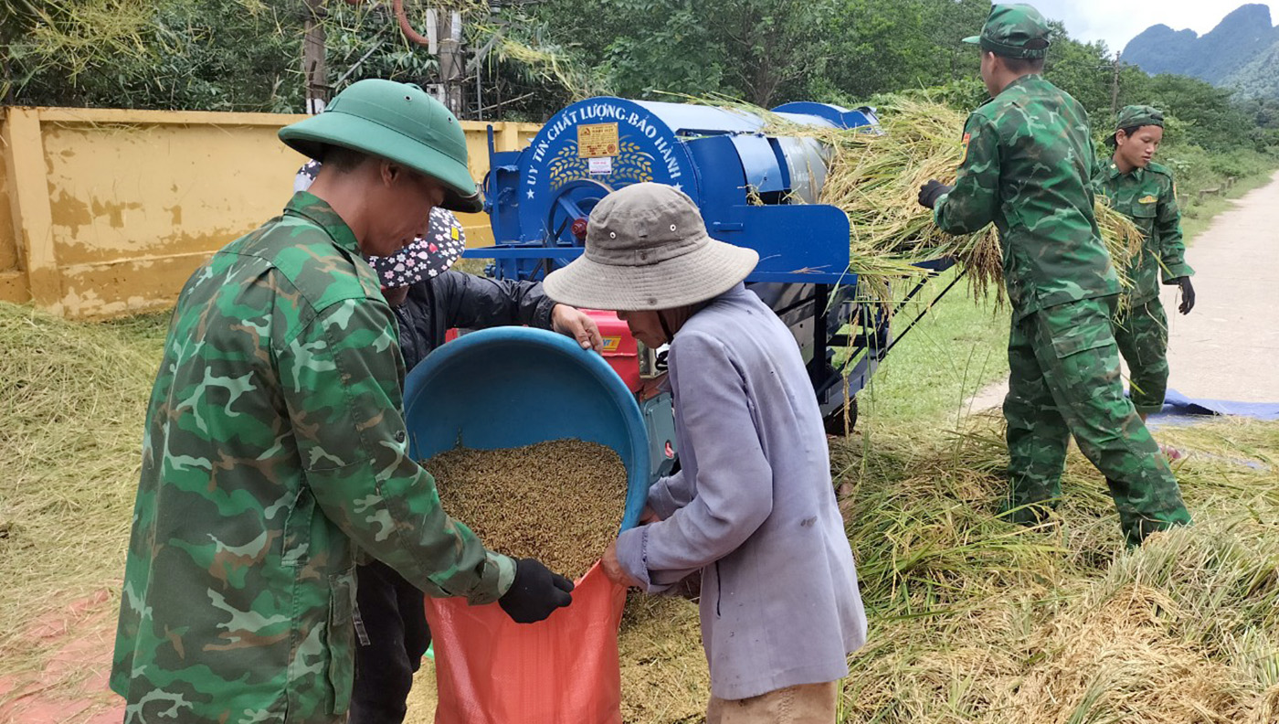 Các diện tích lúa cơ bản thu hoạch an toàn trước mưa lũ