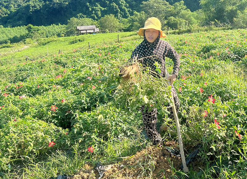 Mô hình trồng sâm Bố Chính đem lại thu nhập ổn định cho gia đình chị Võ Thị Thi.